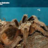 0.1 Aphonopelma chalcodes