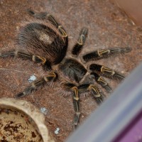 0.1 Grammastola pulchripes