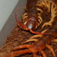 7" Scolopendra subspinipes