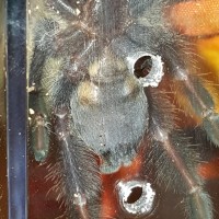 P. irminia sex id please.