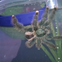 Avicularia metallica