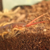 scolopendra subspinipes.111