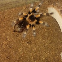 B smithi