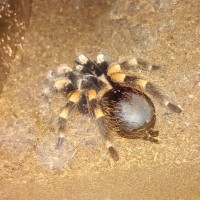 B smithi (molt approaching)