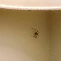 Unknown Spider