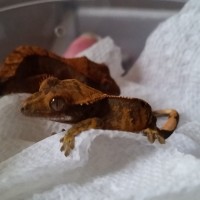 Crested Gecko