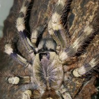 Poecilotheria formosa (Salem Ornamental)