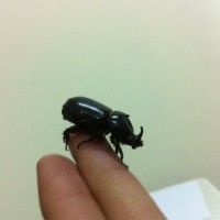Rhinocerous Beetle ?