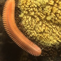 Brachycybe lecontii