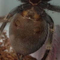 B.Smithi sex?