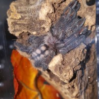 P. irminia