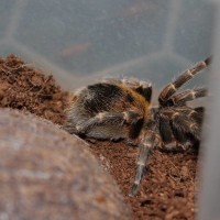 Euathlus sp yellow