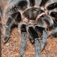 AF Brachypelma albopilosum