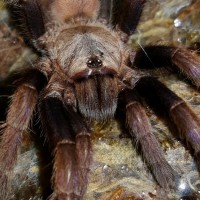 Chilobrachys fimbriatus (Indian Violet)