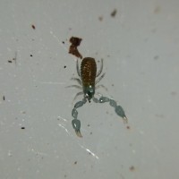 Colorful Pseudoscorpion