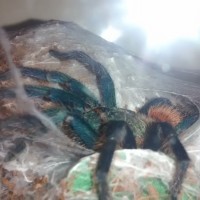 Freshly moulted C. cyaneopubescens