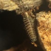 Polyxenus millipede