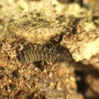 Polyxenus millipede