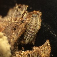 Polyxenus millipede