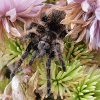 Brachypelma albopilosum