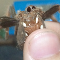 Male or Female Brachypelma Boehmei?