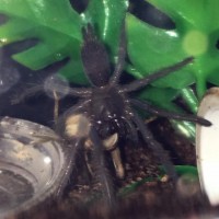 Chilobrachys sp. electric blue (3-25-2016)