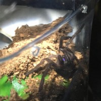 Chilobrachys sp. electric blue (4-27-2016)