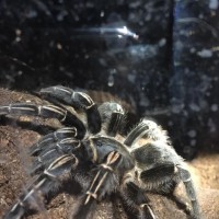 1.0 Aphonopelma seemanni (4-20-2016)