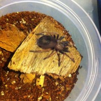 Brachypelma boehmei sling