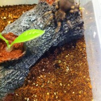 Brachypelma smithi sling