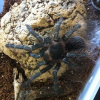 Lasiodora parahybana juvenile post molt