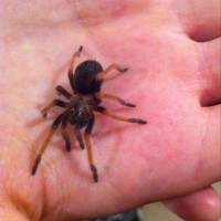 Brachypelma boehmei sling