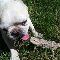 French Bulldog & Bearded Dragon