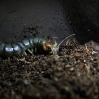 Scolopendra Polymorpha.1