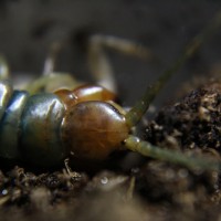 Scolopendra Polymorpha.2