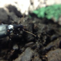 Carabid beetle