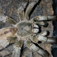 Psalmopoeus cambridgei (Trinidad Chevron)