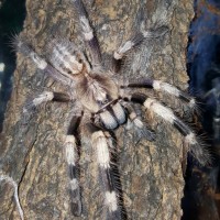 Poecilotheria miranda (Bengal Ornamental)