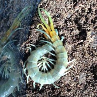 Scolopendra sp. North America