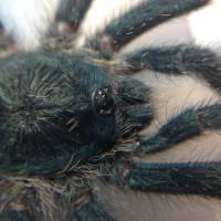 Avicularia sp. Most Likely metallica