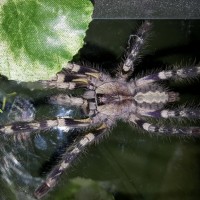 Poecilotheria regalis (Indian Ornamental)