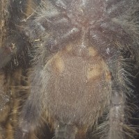 P. regalis m/f?