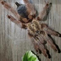 Psalmopoeus pulcher (Panama Blonde)