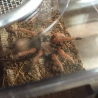 B. Boehmei Pre-Molt