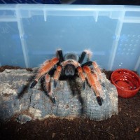 Brachypelma boehmei, juvie male