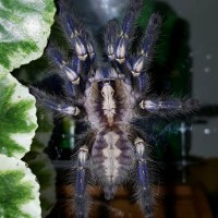 Poecilotheria metallica (Gooty Sapphire Ornamental)