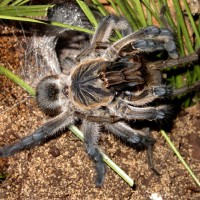 1.1 Harpactira pulchripes