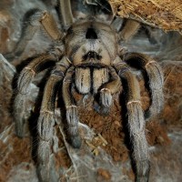 Ceratogyrus sanderi (Sandy Horned Baboon)