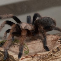 Aphonopelma Chalcodes "George"