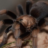 Aphonopelma Chalcodes "George"